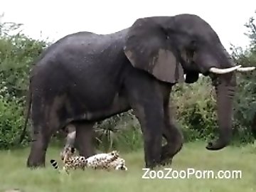 Pinay zoo