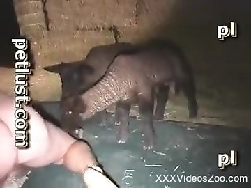 Teen Anal Sex zoo