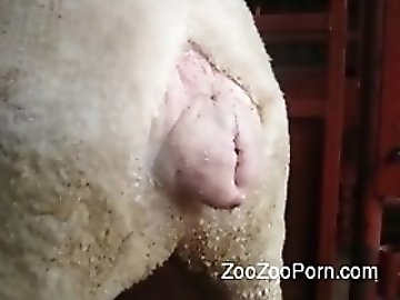 Shy zoo