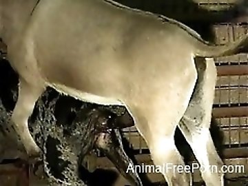 Shemale zoo