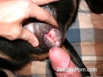 Porn With Animals