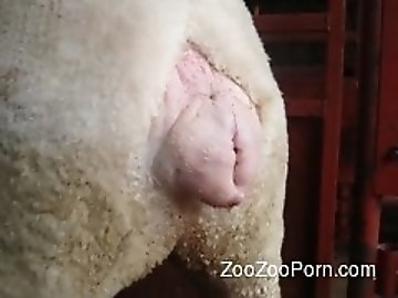 Wired pussy zoo