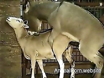 Solarium zoo