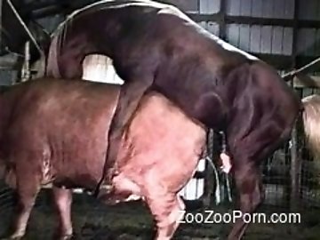 zoo XXX Free