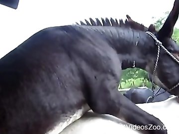 Shoejob zoo