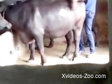 Underwear zoo