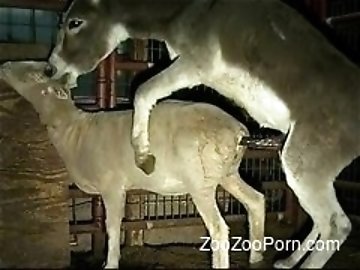 Twins zoo
